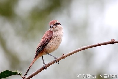 《兰芷》好段摘抄