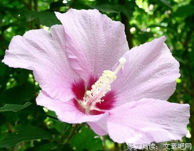 槿花好词好句