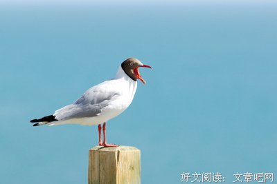 关于引吭高歌的语句