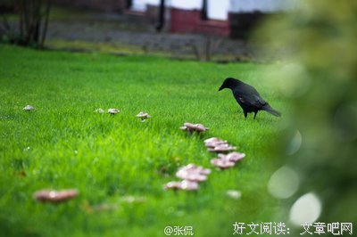 念小丫 | 从此缓慢的事物都留在 1958年以前