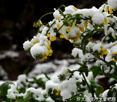 最经典的《春雪》小说句子
