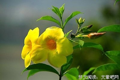 最新的《活着》经典的句子