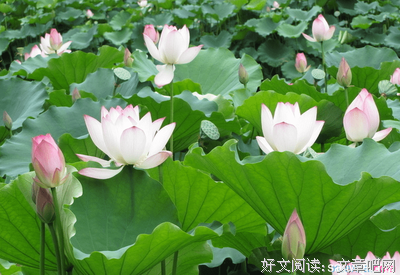 《莲花》小说句子