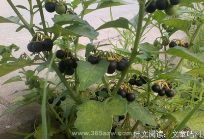 龙葵的名句_关于龙葵的名句
