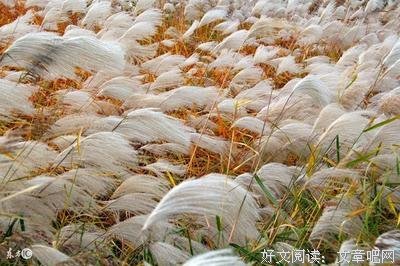 关于雪月风花的名句摘抄