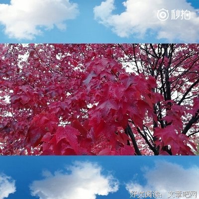语雨