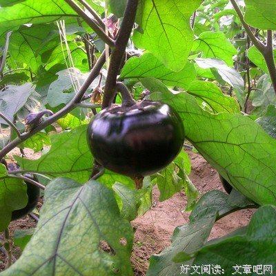 肥茄子精彩语录