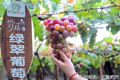 有关北藤名言