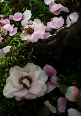静听开花吐蕊声。 满园新秀落红英。（原创）