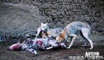 最全的《狼图腾》佳句摘抄