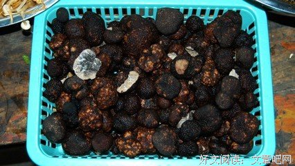 有关小狮的格言