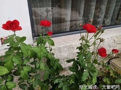 活出女人最精彩的样子