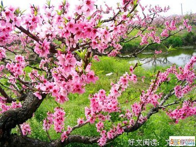 最全的《世有桃花》经典语句
