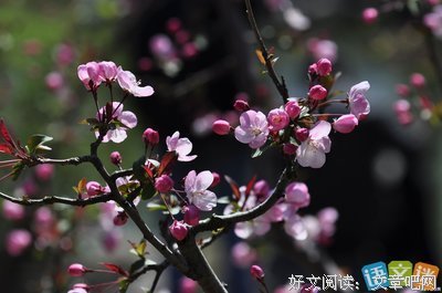 有关 花开的句子