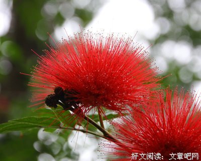 花语集