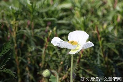 AA制婚姻：分的是钱还是感情？