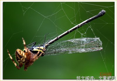 有关豆娘经典句子