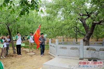 关于红枣的格言