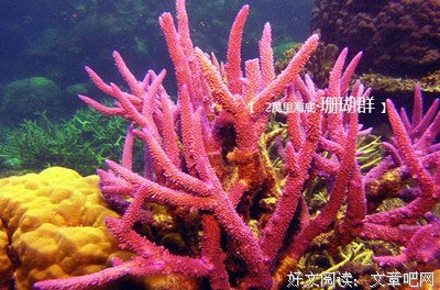 2018船长经典句子