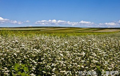2018荞麦15句经典名言