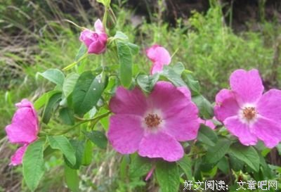 做个简单的人，挺好