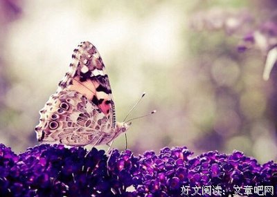 最全的《得未曾有》经典的句子