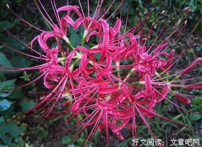 彼岸花的奢望句子大全