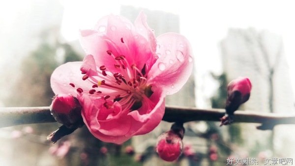 沉默，是最无声的倾诉，用沉默代替所有选择，是一种无奈