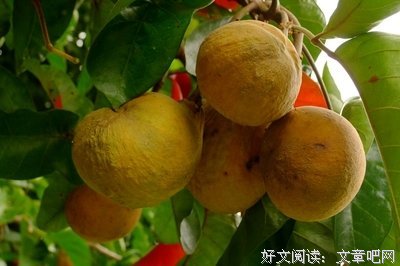 硕大的句子