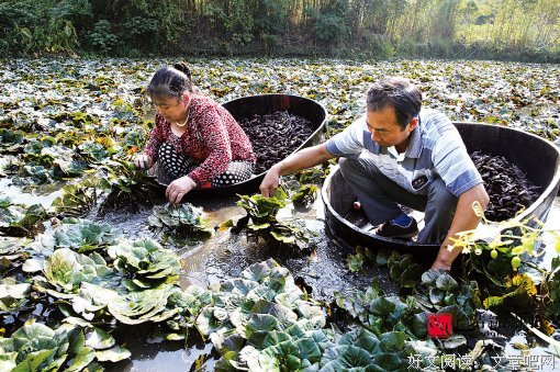 采菱的名句_关于采菱的名句