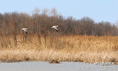 【主日证道】神在行事上的主权 上 赛46:8-11 塞班彭牧讲
