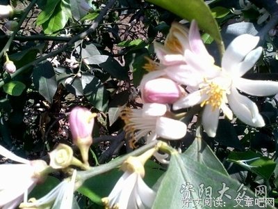 《花开几度,乱了一后成天浮华》的句子