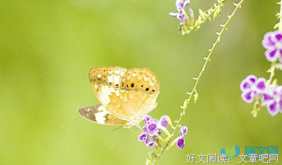 有关小川叔的名言名句