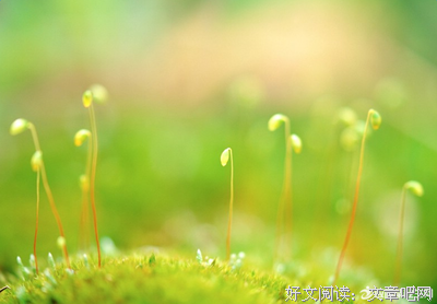 《春来草自青》经典句子大全