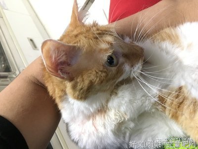 “吵架后，男友砍了我的猫一刀”：情绪不稳定的人，有多可怕？