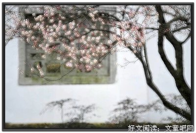 《白落梅》的句子