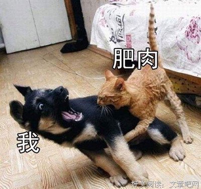 最经典的蔡依林的格言