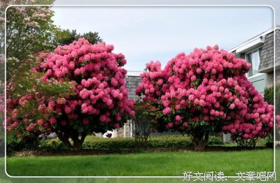 最全的《谁说我，不爱你》经典名句大全