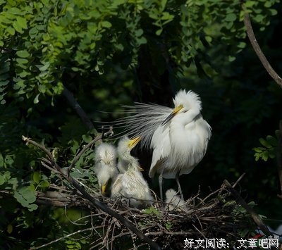 白鹭成双名言