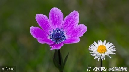 最经典的《不畏将来 不念过去》经典的句子大全