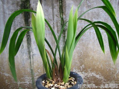 最经典的《魔鬼养成2江山美人》好段摘抄