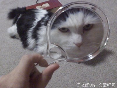 愚蠢的人类，本喵为你们操碎了心！