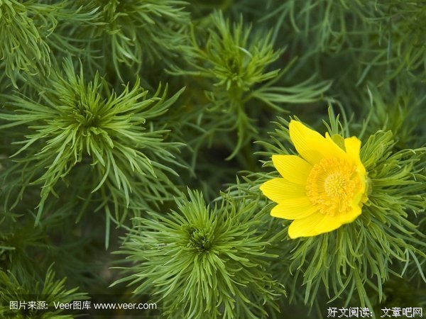 阿多尼斯经典语录