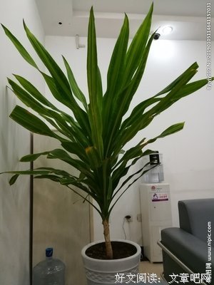香龙血树名言