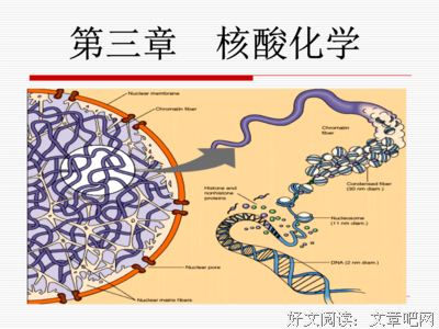 最经典的《核酸》经典语句