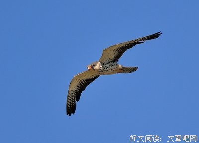 关于小鹰名言名句