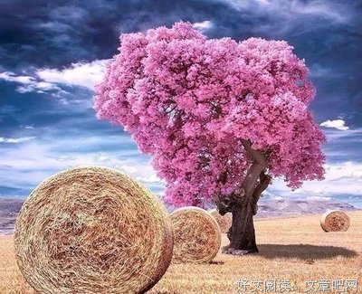 关于喜欢的优美句子