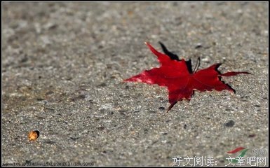 秋叶集名句欣赏