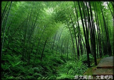 最新的《雪》经典名句大全