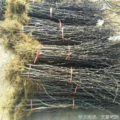 情绪阉割。
